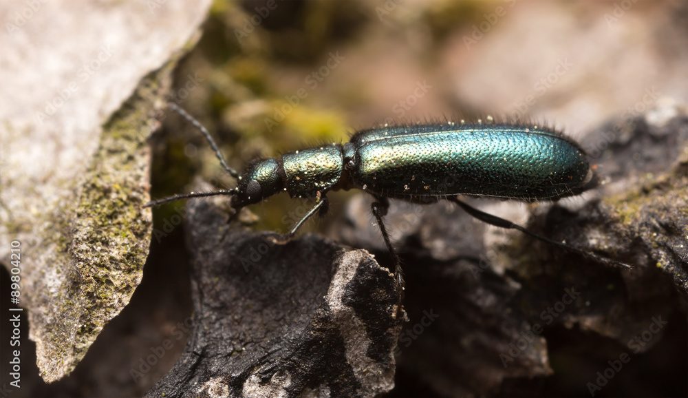 Dasytes beetle on wood Dasytes beetle on wood