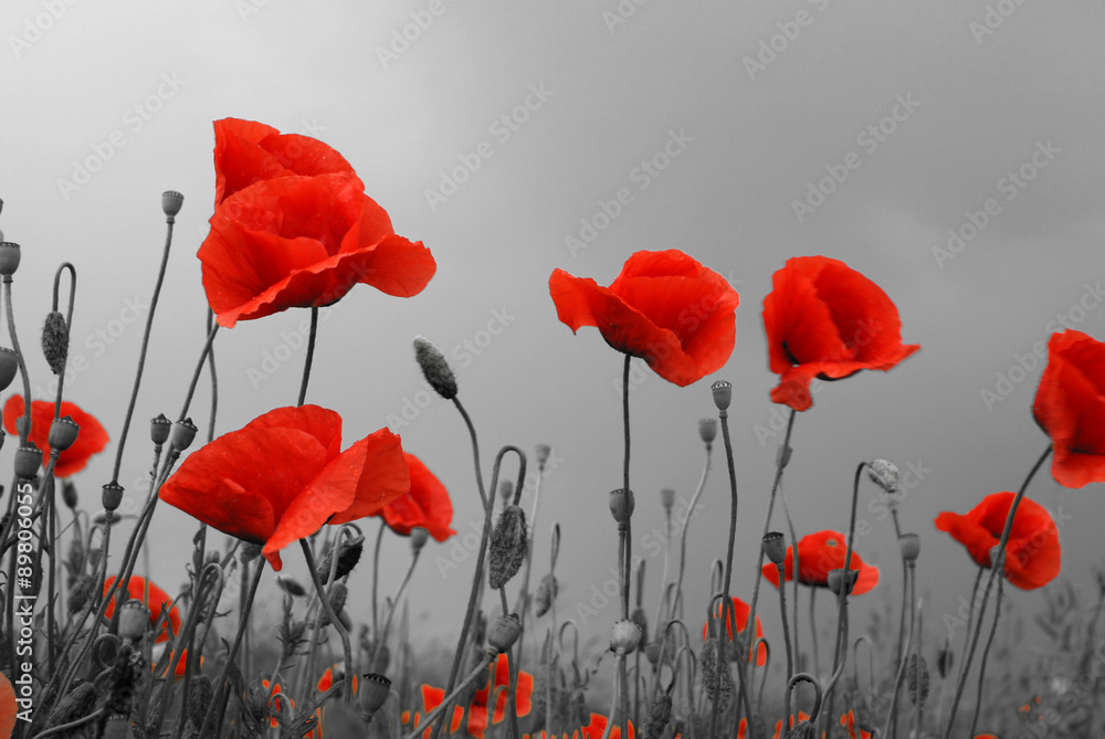 Obraz premium Pole czerwonych maków latem