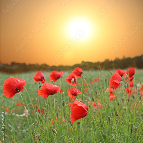 Feld mit roten Mohnblumen im Sommer