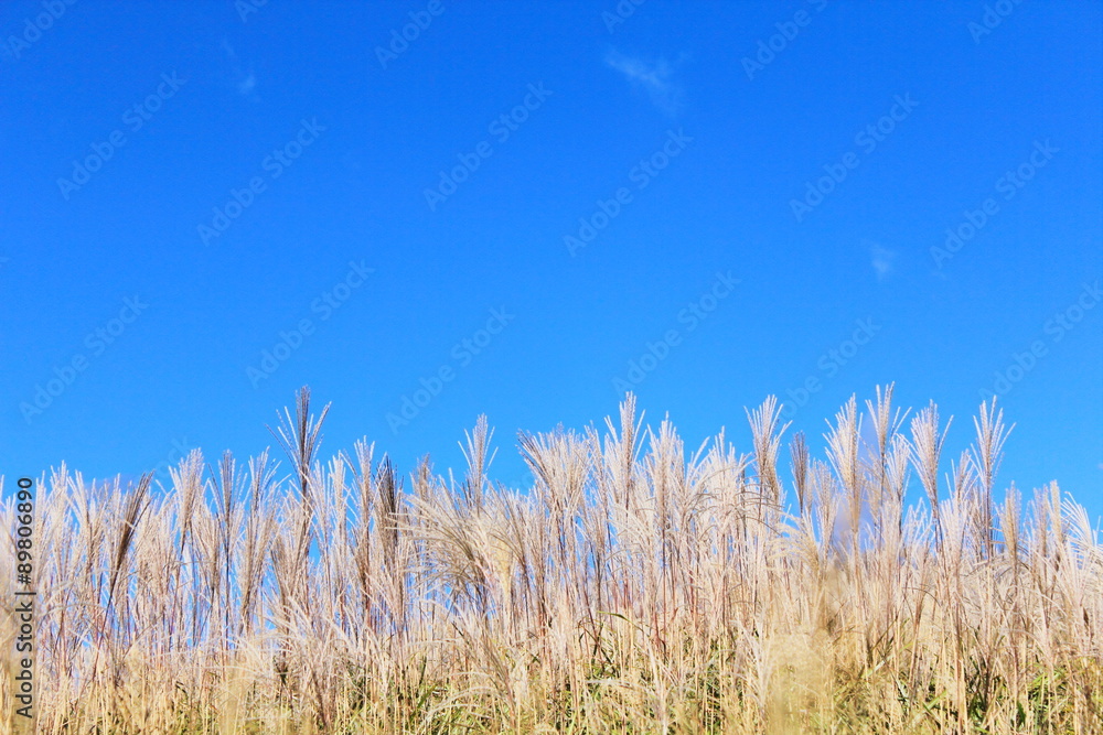 Fototapeta premium 高原のススキ