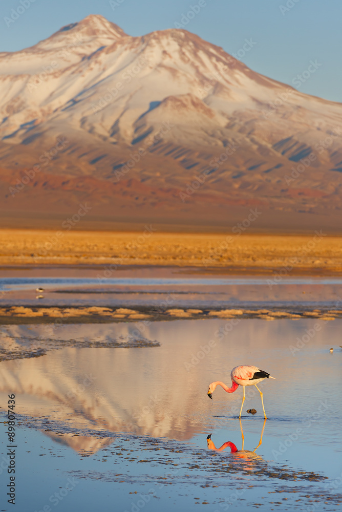 Obraz premium Atacama