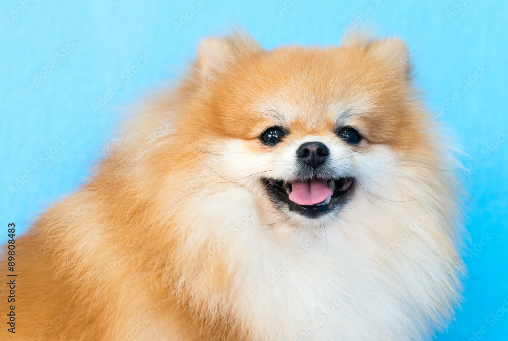 Fototapeta premium cute brown pomeranian dog