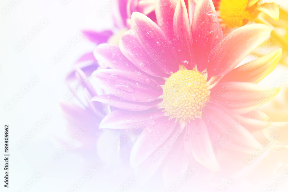 beautiful flowers made with color filters