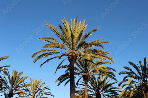 Palm Trees - Southern California