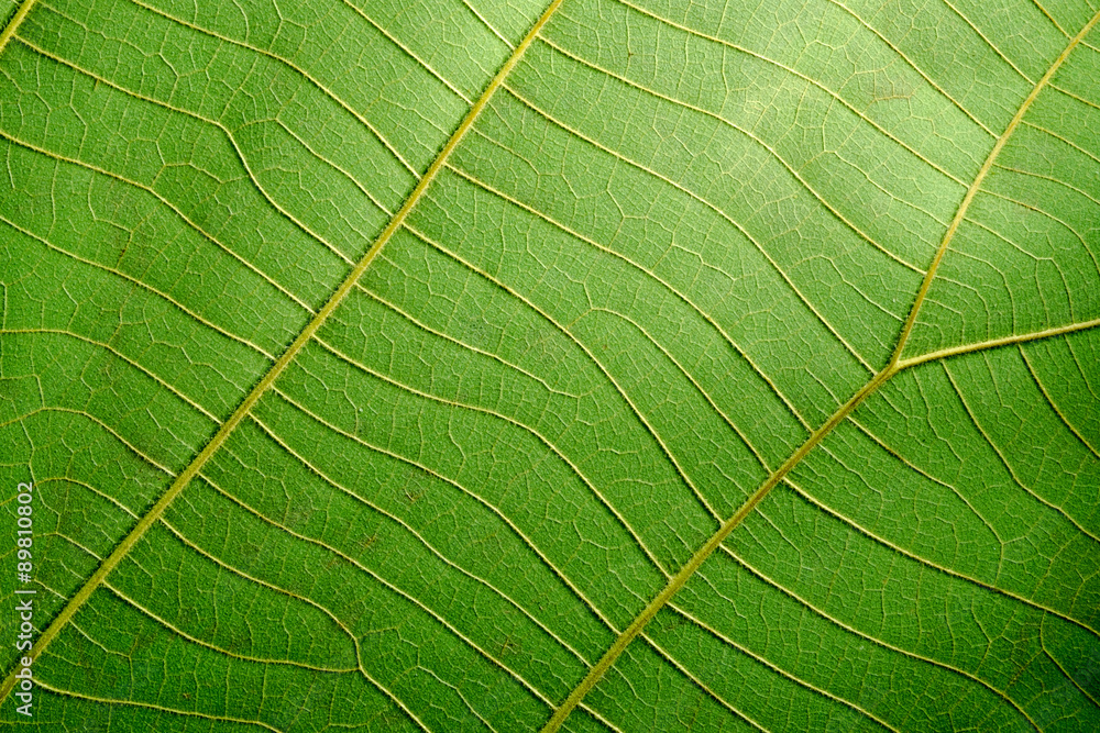 Obraz premium Leaf texture