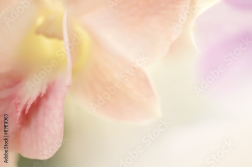 Fototapeta Naklejka Na Ścianę i Meble -  Sweet color orchids
