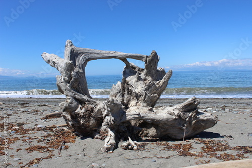 Driftwood - Dungeness Spit - Washington State, USA