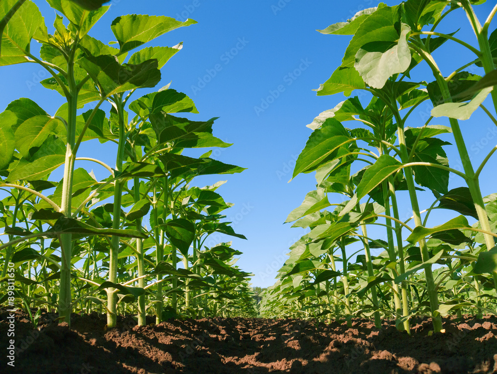 Fototapeta premium sunflower plantation rows. Worm's view