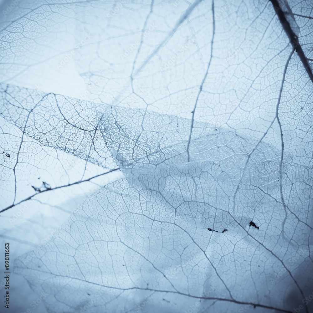 Fototapeta premium vivid color leaf texture 