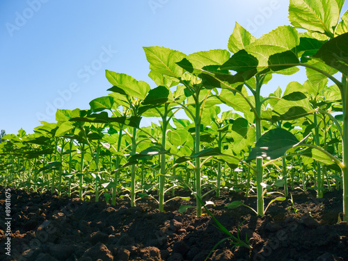 sunflower plantation rows. Worm's view 