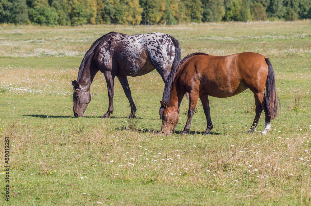 Two horses grazing on sunny day on the green field Two horses grazing on sunny day on the green field