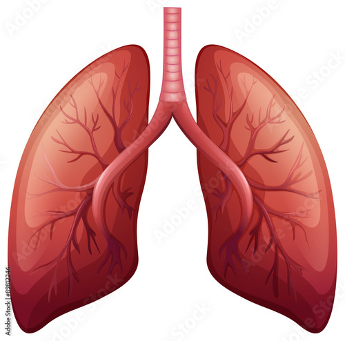 Lung cancer diagram in detail photo