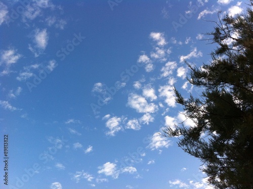 cieli nuvole alberi photo