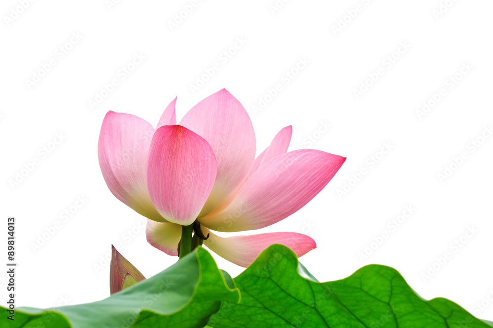 Beautiful lotus flowers bloom Background
