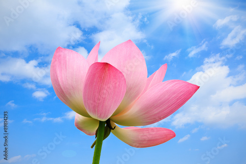 Beautiful lotus flowers bloom Background © ABCDstock