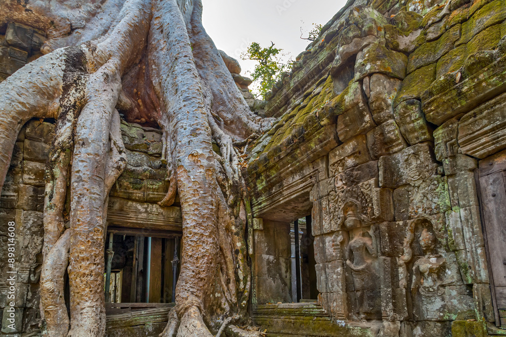 Naklejka premium tree in ruin Ta Prohm, Cambodia.