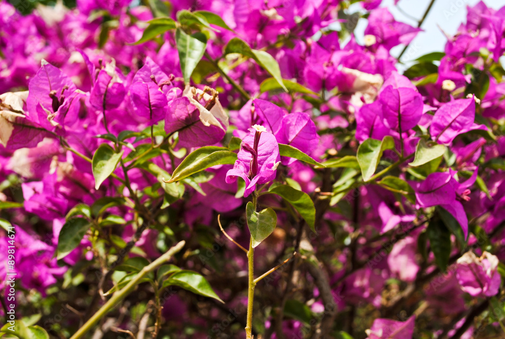 Shrub with pink flowers Shrub with pink flowers