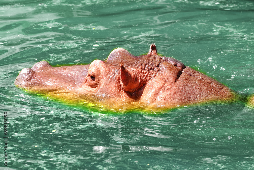 Adult male Hippopotamus.