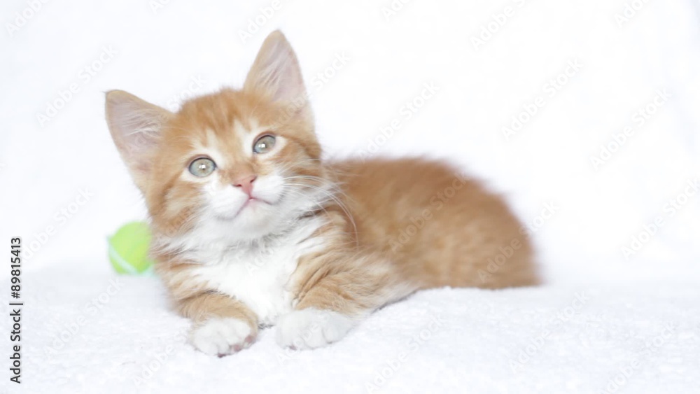 Funny red kitten meowing and looking around Funny red kitten meowing and looking around
