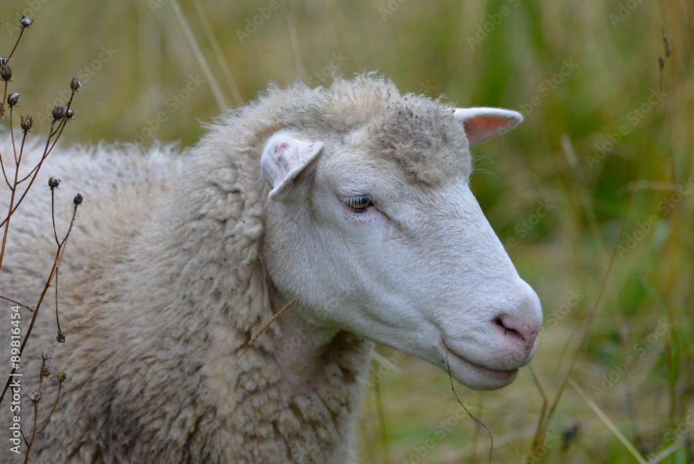 Mouton Mouton