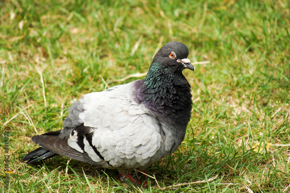 Obraz premium Commen Rock Pigeon