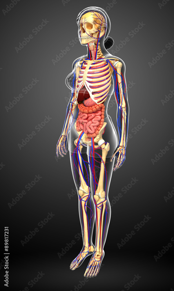 Female skeletal, digestive and circulatory system