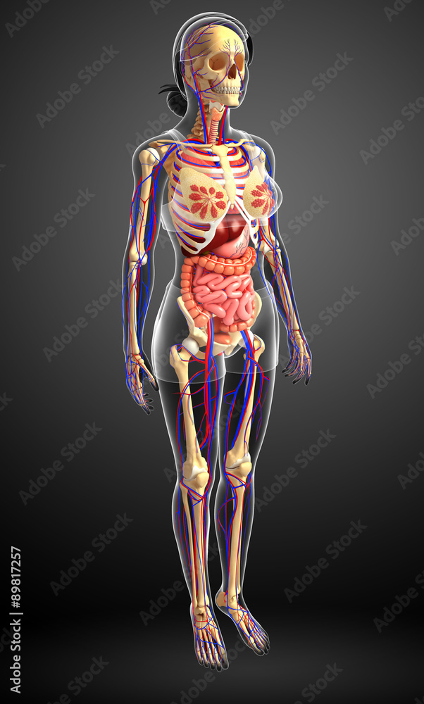 Female skeletal, digestive and circulatory system Female skeletal, digestive and circulatory system