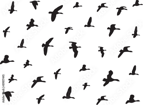 Birds flying isolated on white