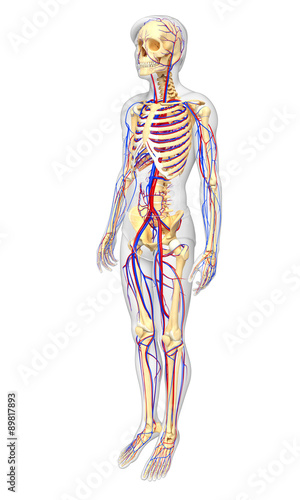 male skeletal circulatory system