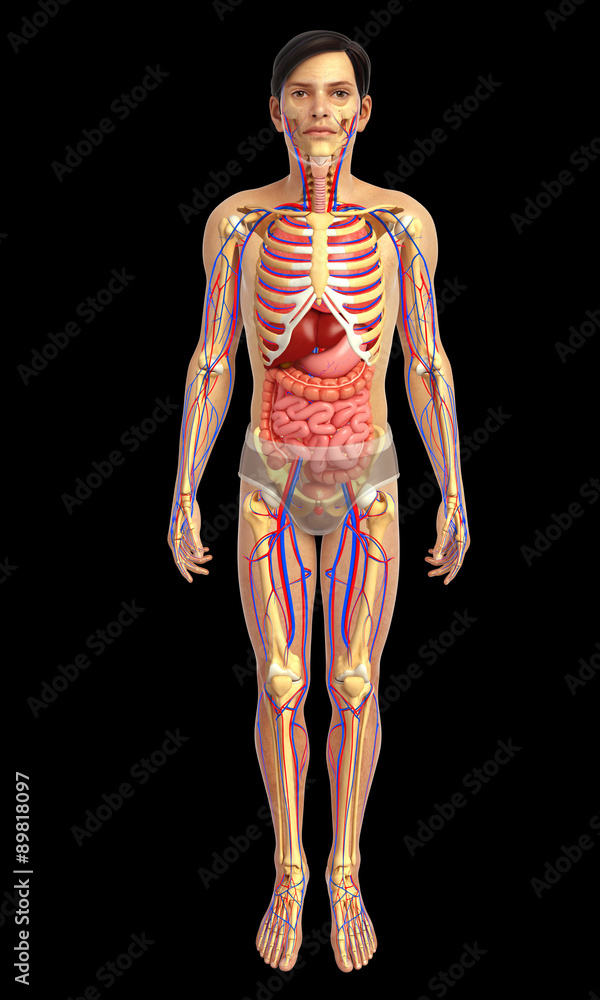 3d rendered illustration of male digestive system 3d rendered illustration of male digestive system