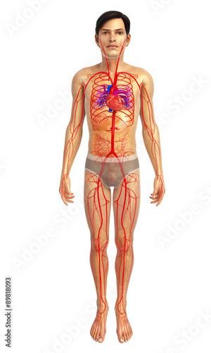 male arterial system