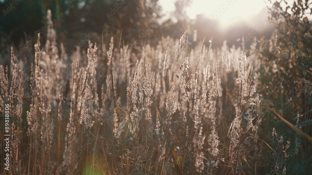 Field of grass during sunset Field of grass during sunset