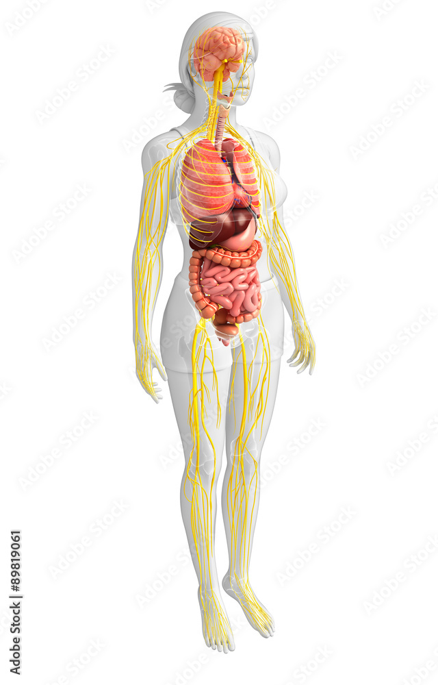 Female body of Nervous and digestive system artwork Female body of Nervous and digestive system artwork