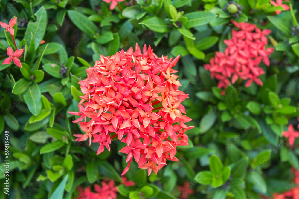 Fototapeta premium red Ixora coccinea flower