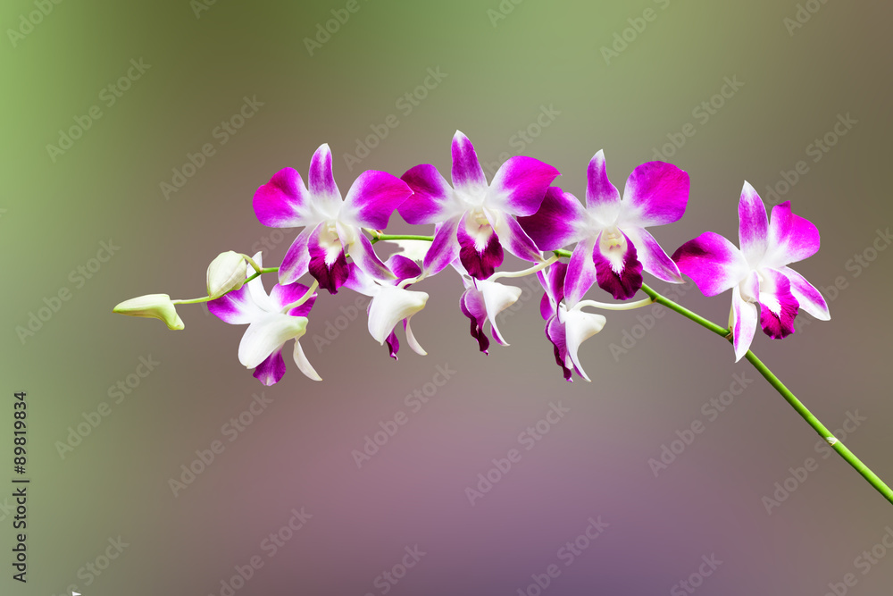 Pink and white orchid flower Pink and white orchid flower