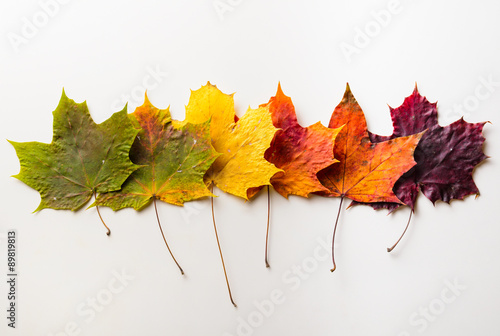 autumn leaves