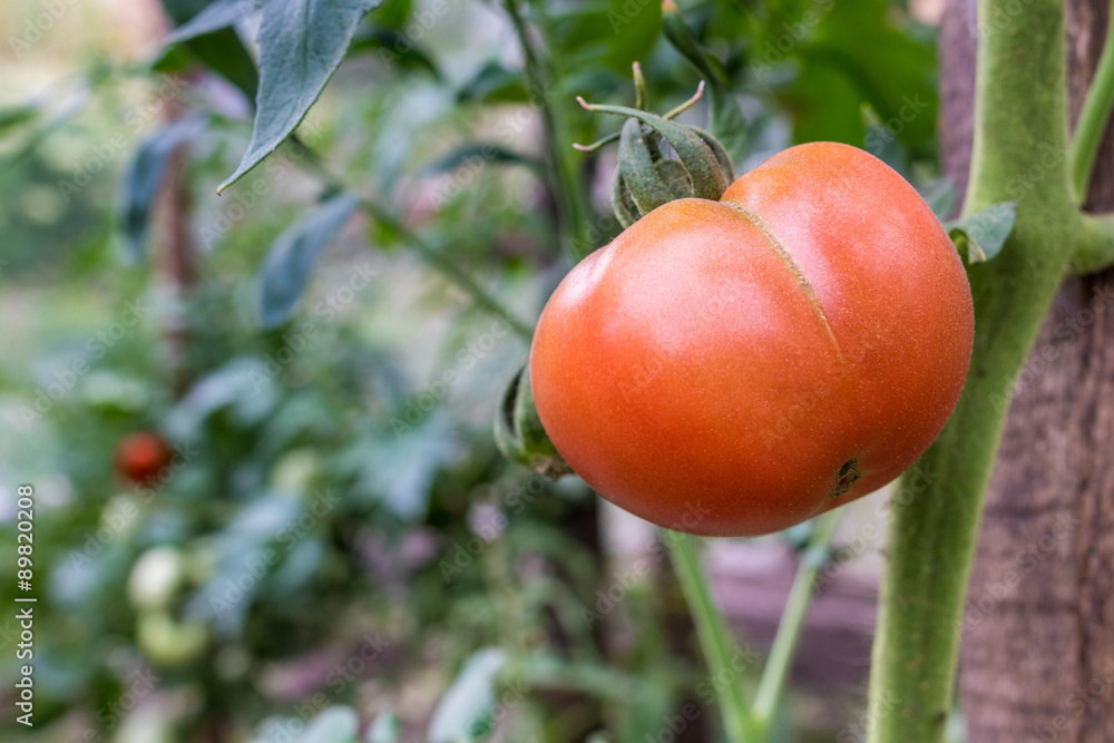 Organic tomatoe growing on a farm in a greenhouse