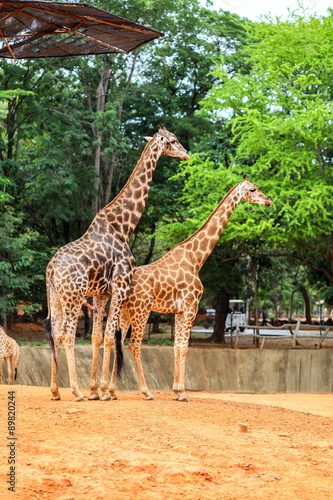 giraffe's breeding season.