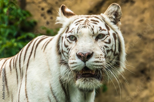 Portrait of a White Tiger