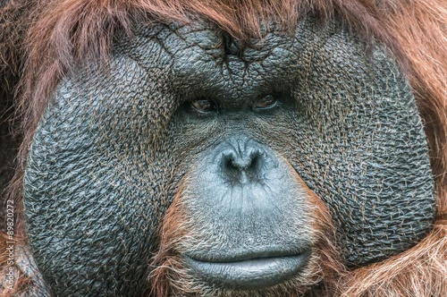 Portrait of a Bornean Orangutan © andriano_cz