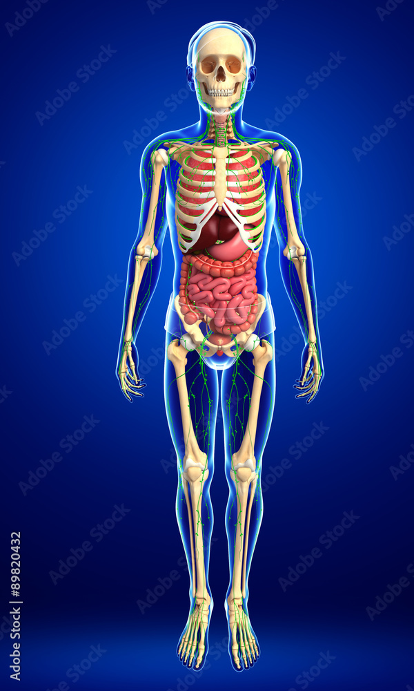 Lymphatic, skeletal and digestive system of Male body artwork