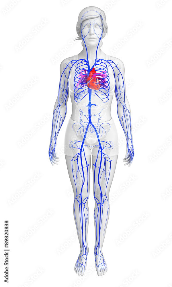 3d rendered illustration of female heart anatomy 3d rendered illustration of female heart anatomy