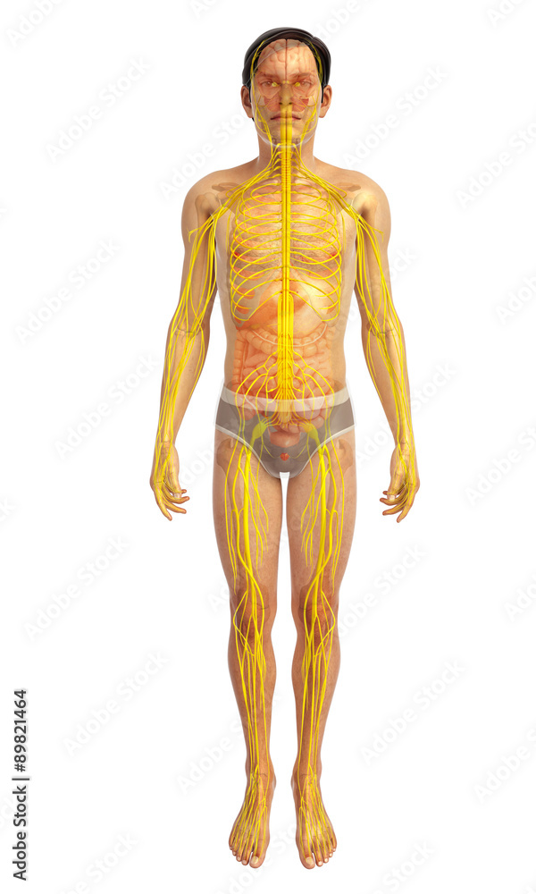 3d rendered illustration of male nervous system 3d rendered illustration of male nervous system