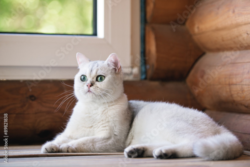 Obraz na plátně adorable grey british shorthair cat outdoors