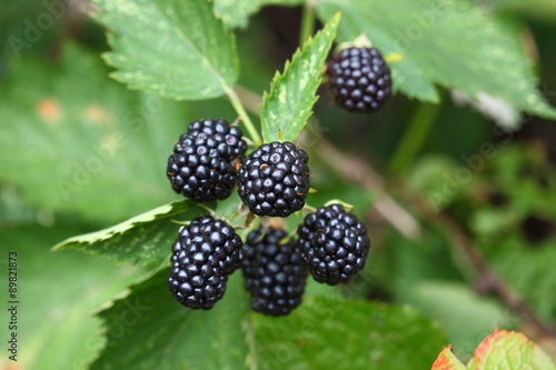 Brombeere