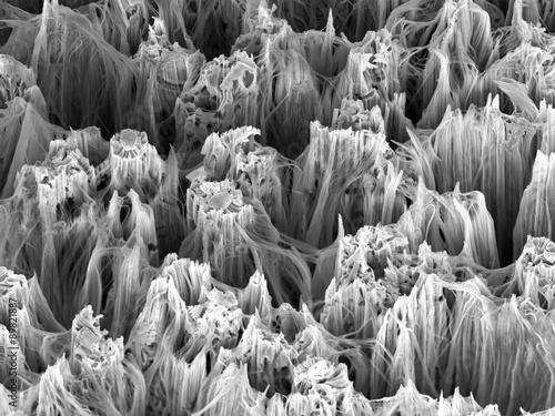 Silicon nanowires observed with an electron microscope photo