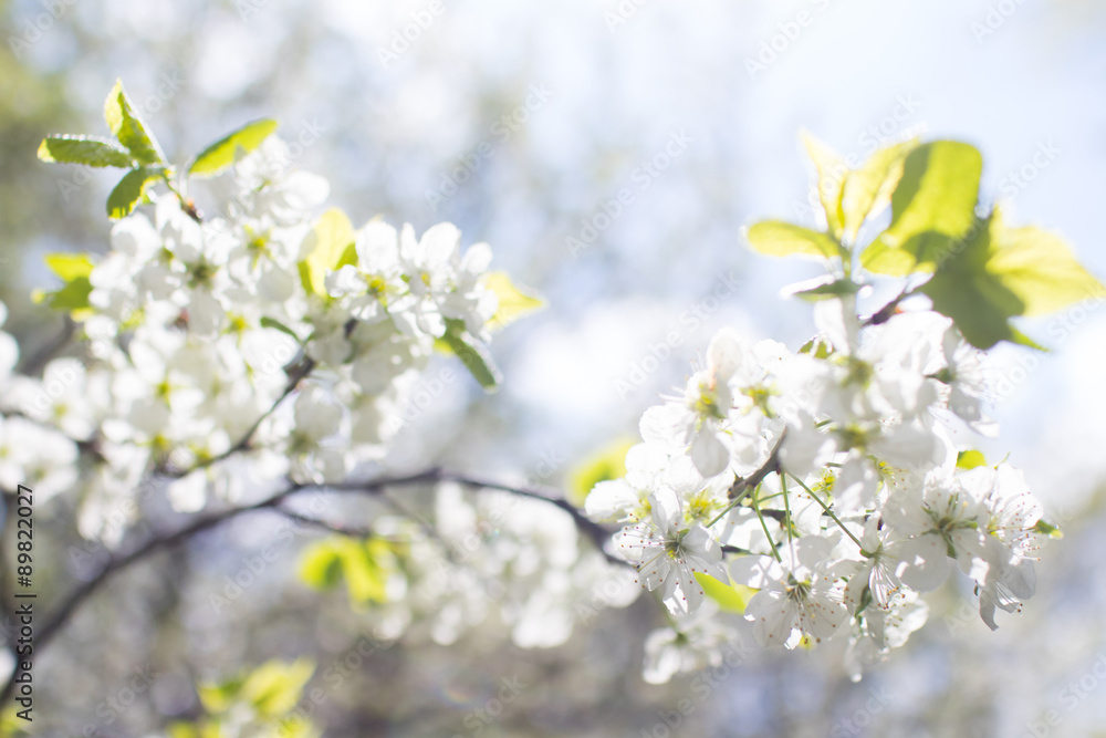 spring tree