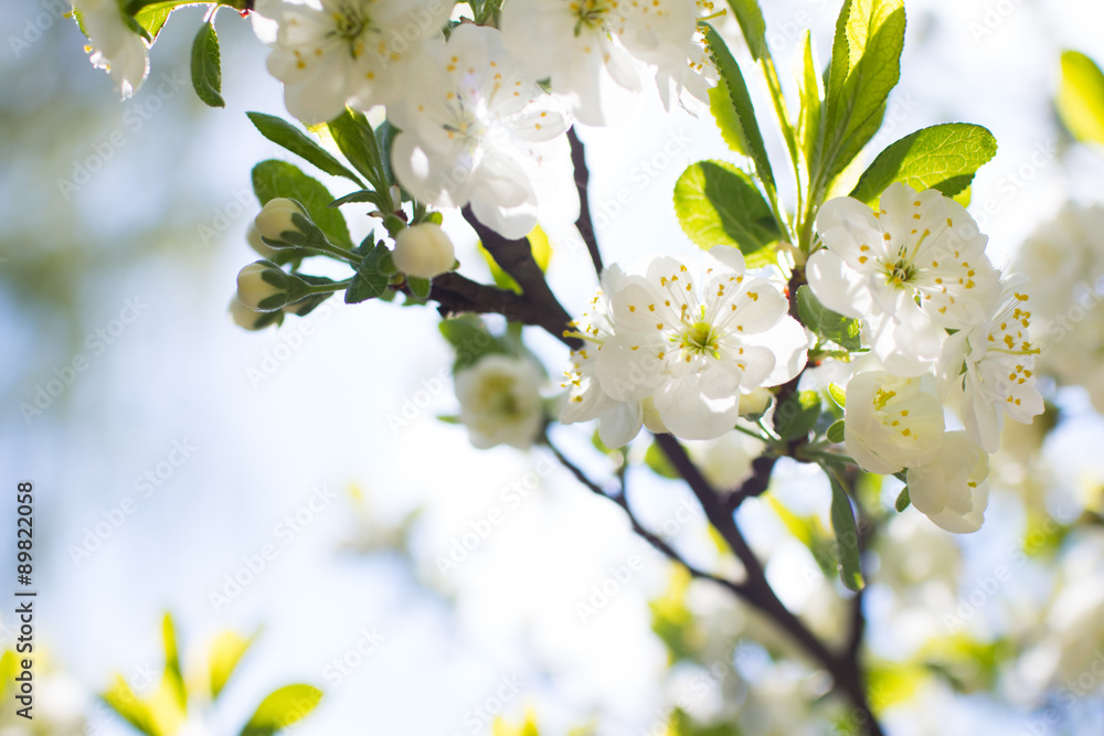 Obraz premium spring tree