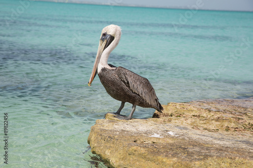 Paesaggi con pellicani ai caraibi