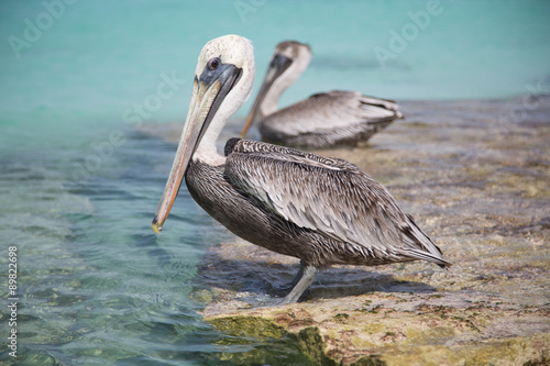 Paesaggi con pellicani ai caraibi